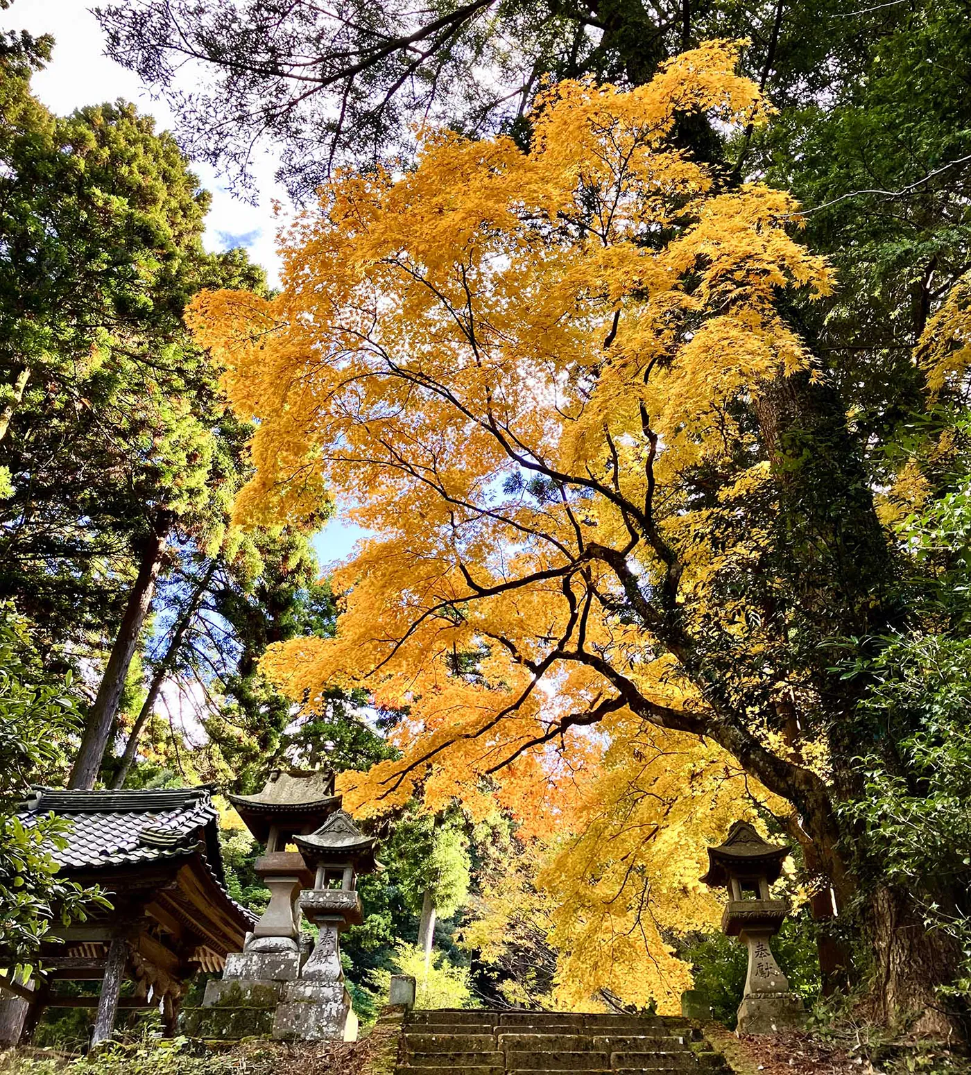 富士加瀬の紅葉