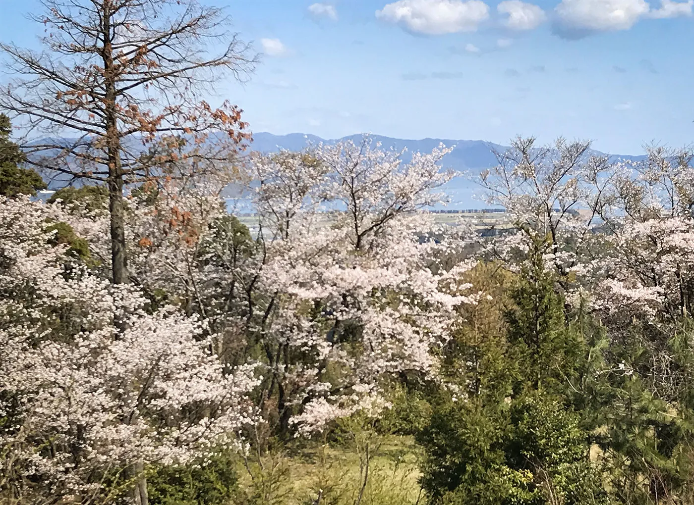 富士加瀬の桜と景色