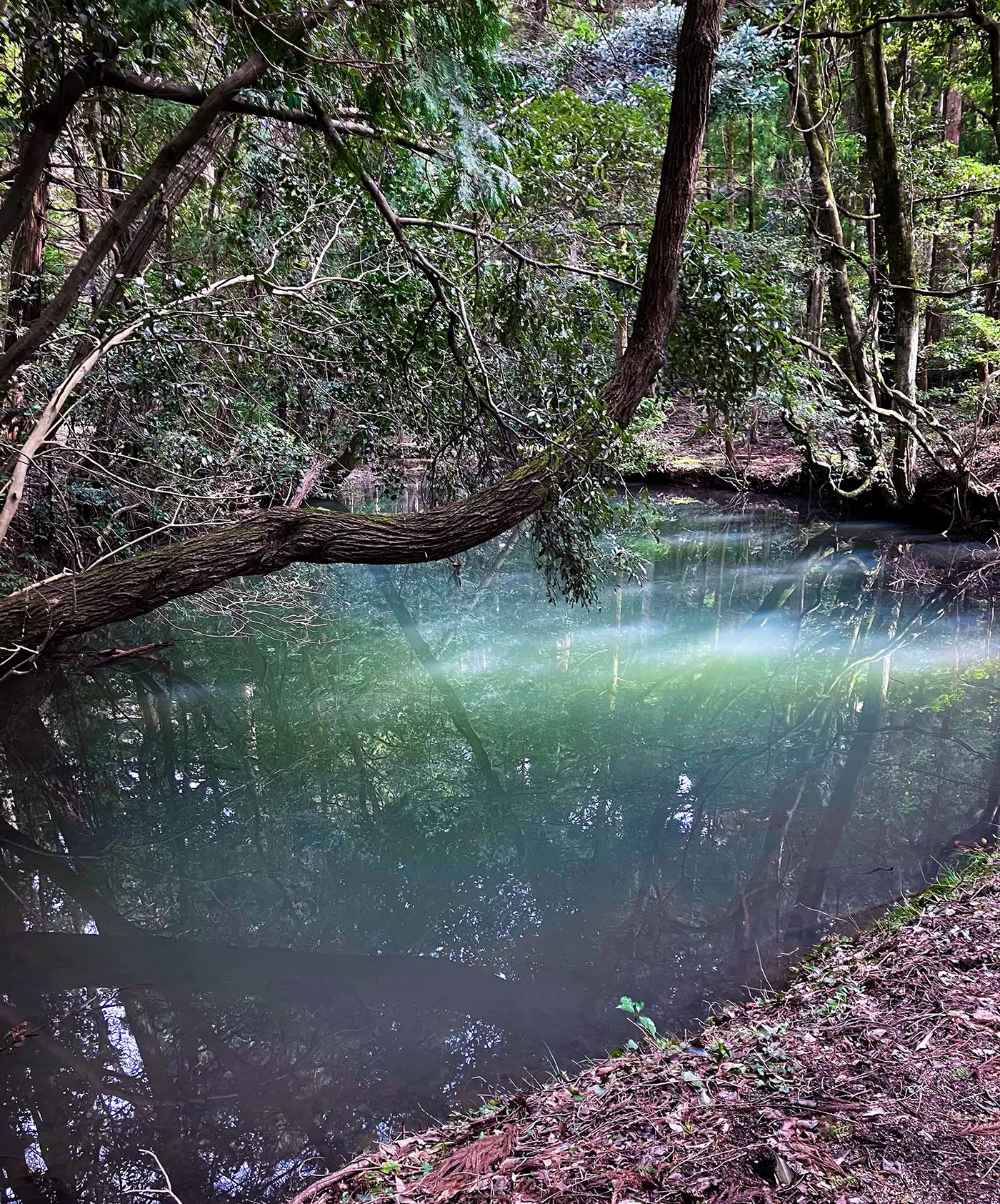 森に囲まれた神が池