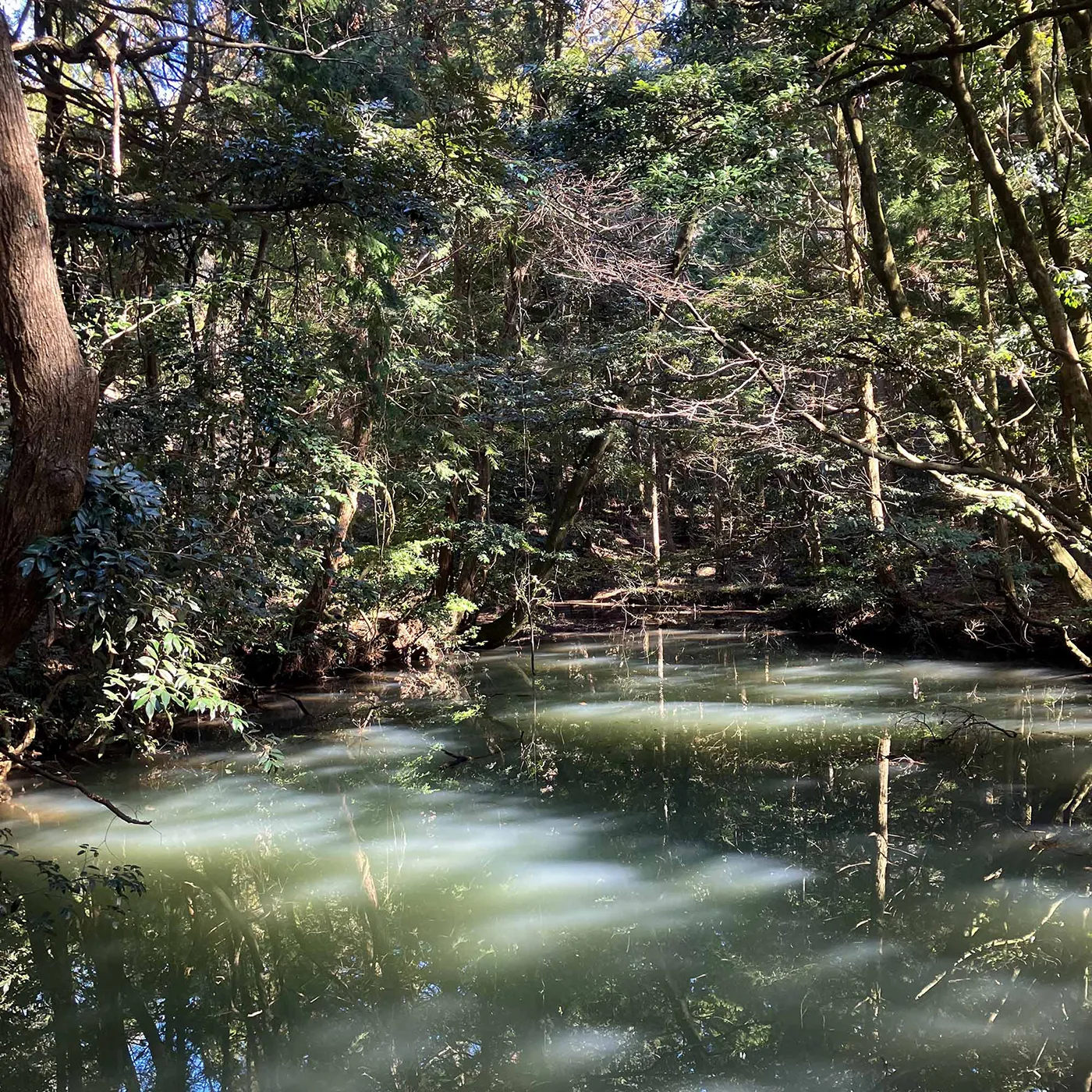 水面に木々が映る神が池