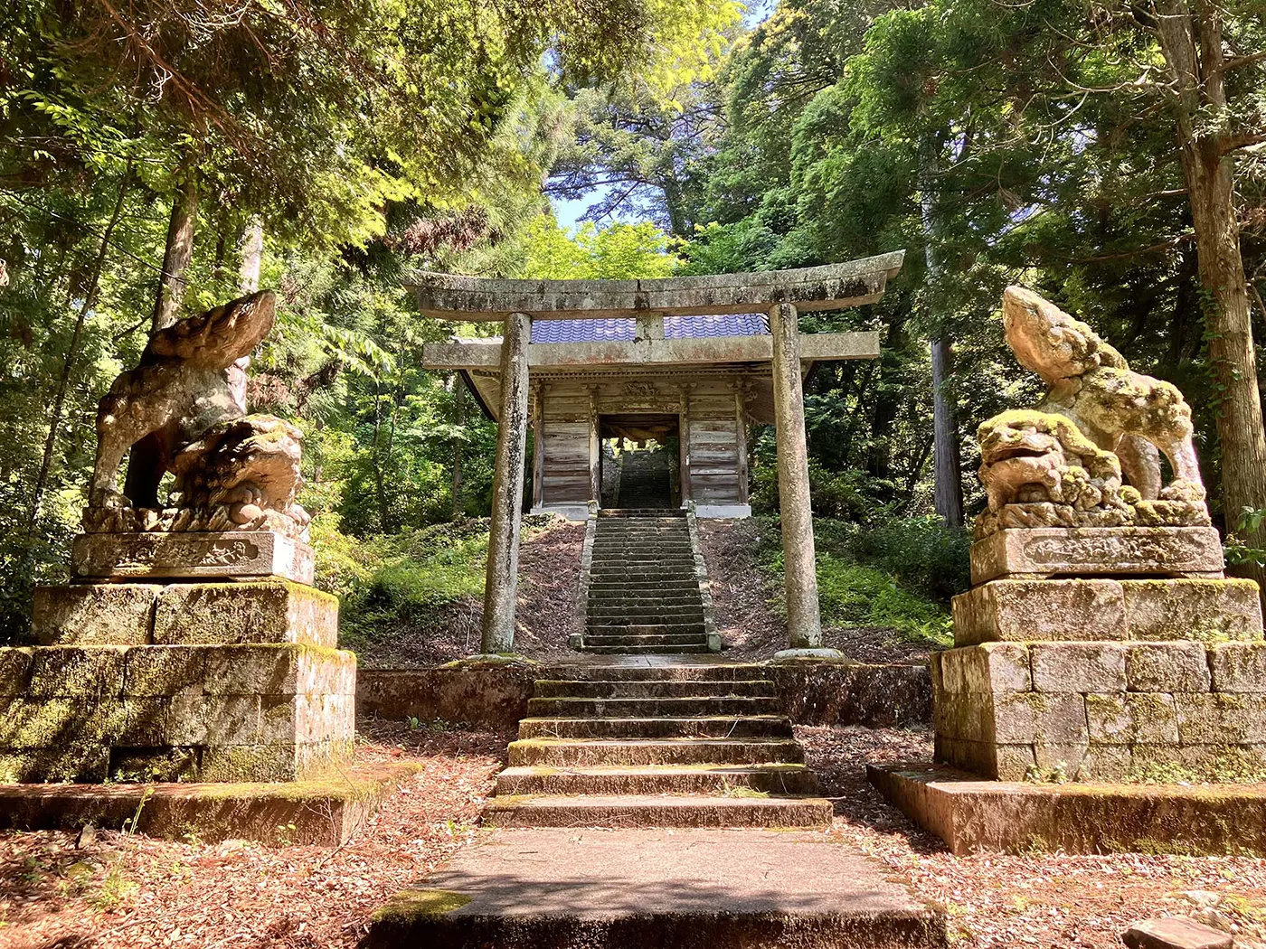 鳥居と随身門の前に立つ出雲金刀比羅宮の狛犬
