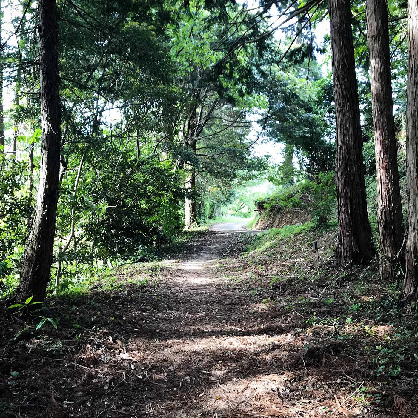 木々に包まれた森の参道