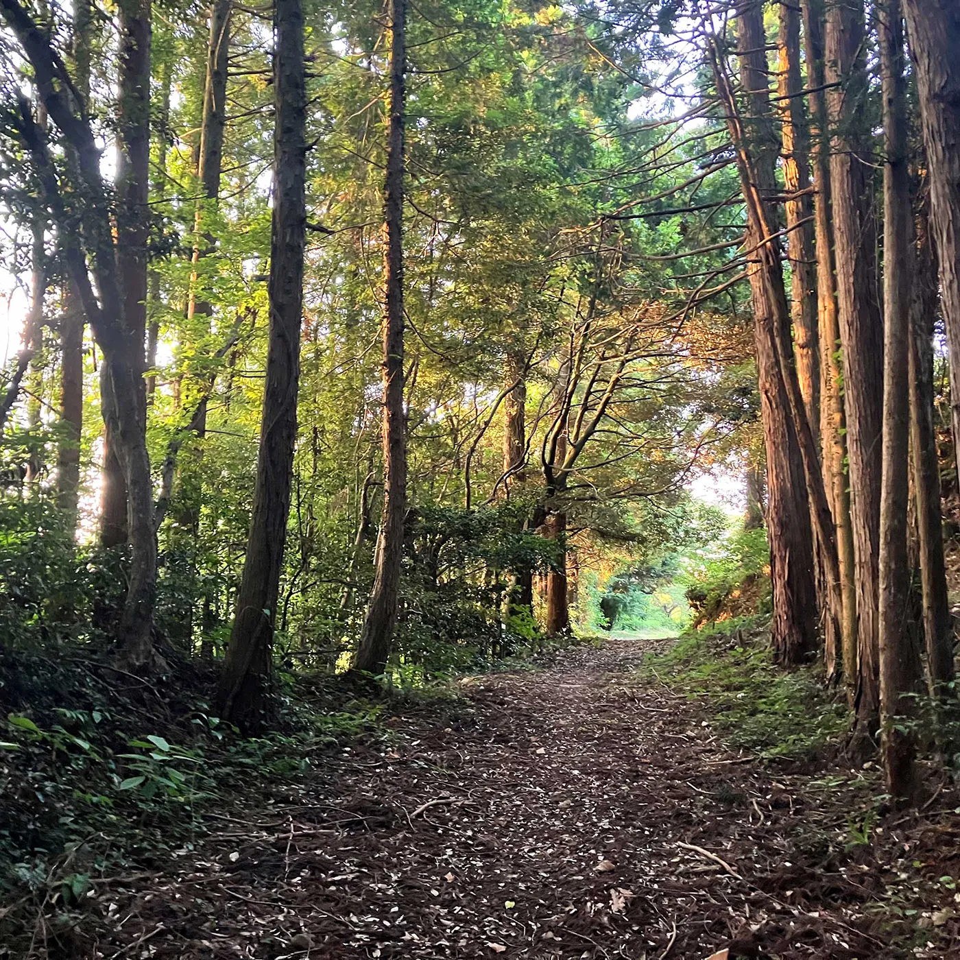 やわらかな光が差し込む森の参道