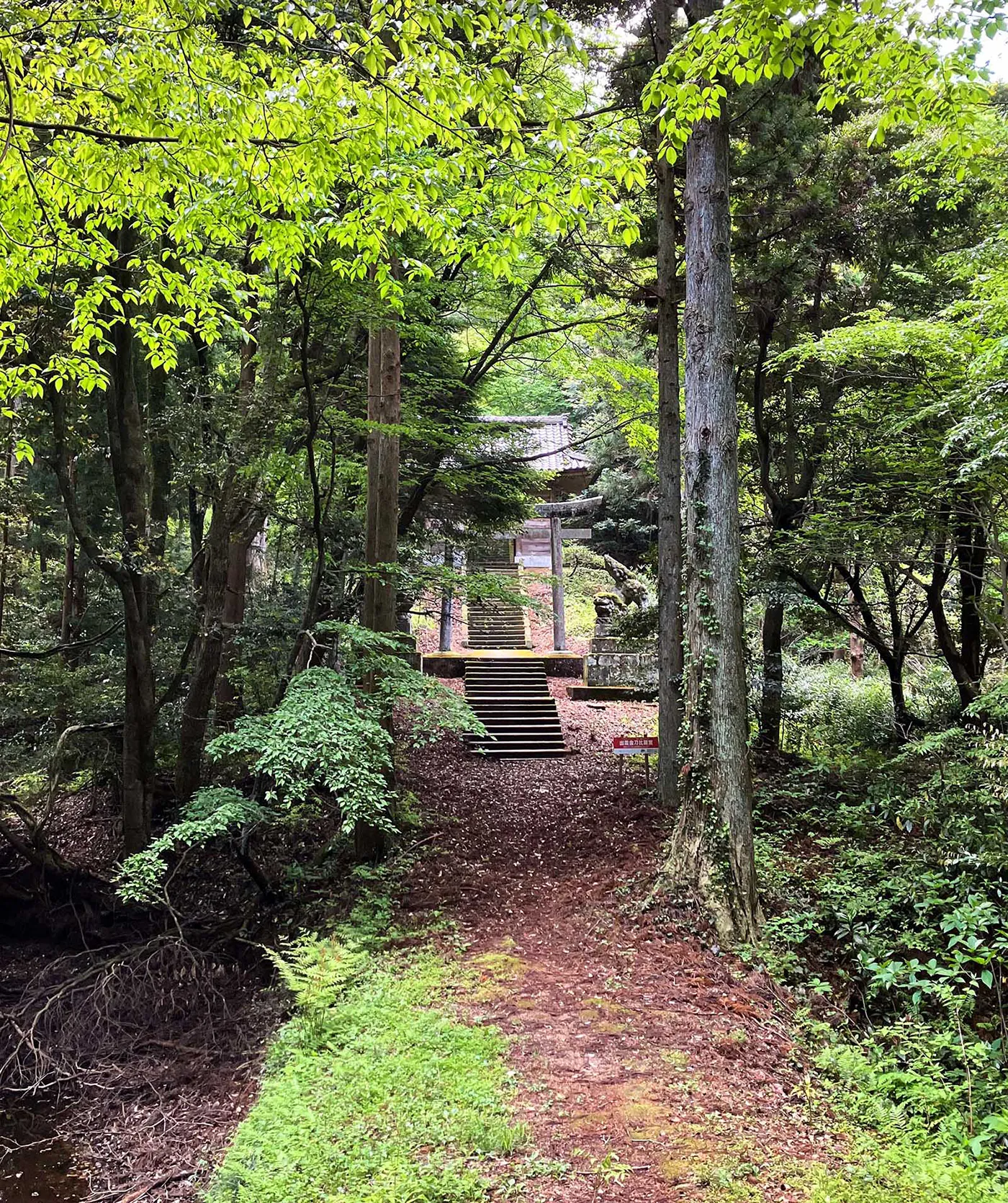森の参道の先に見える鳥居と石段